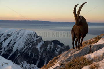 Alpine ibex (Capra ibex) male and summits  Valais Alps  Switzerland.