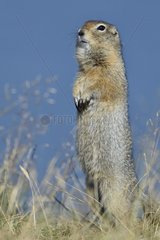 Arctic Ground Squirrel (Spermophilus parryii)  Junction Moraine-Funnel   Katmai National Park  Alaska