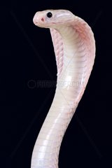 The Javan spitting cobra (Naja sputatrix) is able to spit venoms several meters away.