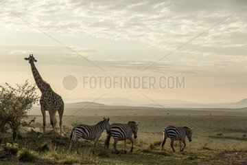 Kenya  Masai-Mara Game Reserve  Girafe masai (Giraffa camelopardalis)  and zebra