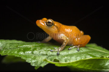 Esmeraldas Robber frog (Diasporus gularis)  Chocó colombiano  Ecuador