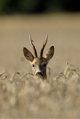 Male Roe Deer head above a field of grain Germany