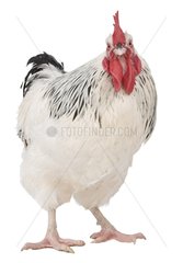 Cock Sussex breed speckled