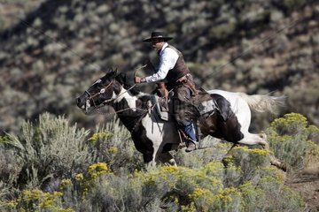 Kuhjunge mit Pferd  das Oregon in den USA galoppiert