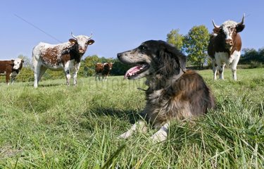 Dog of herd in the meadow with heifers ferrandaises