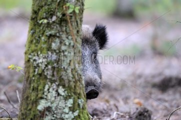 Wildschweinkopf versteckt hinter einem Baum im Wald Frankreich