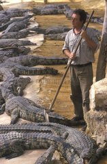 Der Mann mitten in Krokodilen schließt sich am Croco Pierrelates