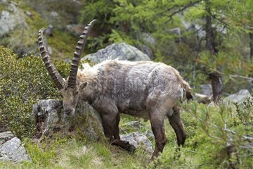 Male Ibex scratching on rock - Alps Italy