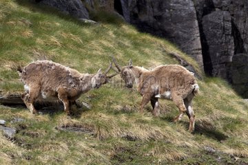 Female ibex finghting in spring - Alps Italy