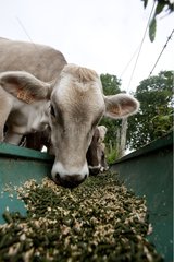 Brown Swiss cow eating pellets in a trough France