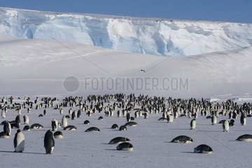 Emperor penguins at the front of a glacier Adélie Land