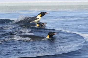 Emperor penguins swimming at surface Adelie Land