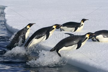 Emperor penguins out of the water Adélie Land