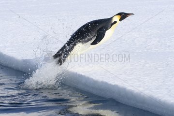 Emperor penguin out of the water Adélie Land