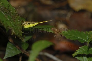 Portrait of a Green-striped Vine Snake looking for food