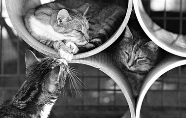 Cats sleep in rollers Refuge of Beauregard France