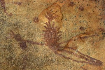 Höhlengemälde Aborigines 'Bradshaw' -Typ Kimberley