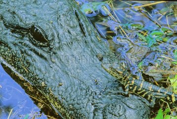 Jeune Alligator sur le museau de sa mère Texas