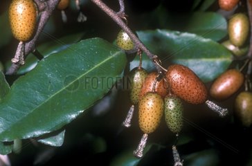 Fruits of Thorny Olive