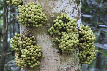 Fruits developing on a trunk in rainforest