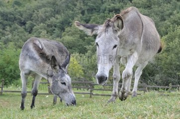 Donkeys in a meadow in Ardeche France