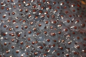 Eggs of European frog in a pool France