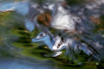 Imaginary creature in a Reflection of water in Val des Ravines
