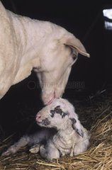 Schafe lecken sein neugeborenes Lamm  um ihn zu trocknen