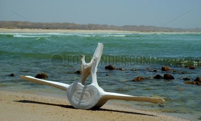 Bone of whale on the beach Sultanate of Oman