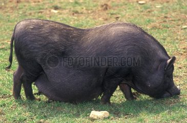 Pig of Vietnam Asia