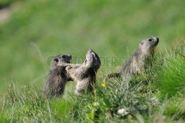 Young Alpine Marmots playing - Queyras Alps France