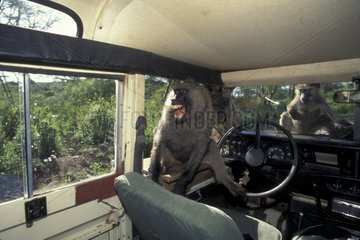 Babouins dans une voiture de vision pendant un safari Kenya