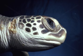 Karibische grüne Schildkröte