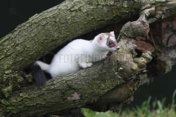 Ermine standing on a branch of a fallen tree Great Britain