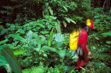 Touriste dans la forêt Honduras