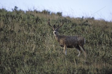 Mule deer Cypress Hills Interprovincial park Canada