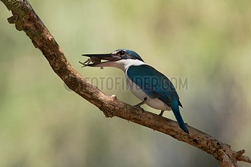 Collared Kingfisher with prey on a branch Thailand