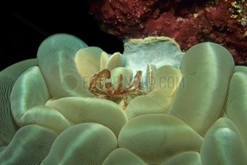Krabbe auf Sea Anemone Manado Indonesien