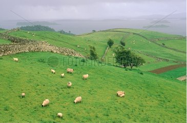 Connemara  Lough Corrib  moutons