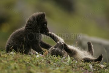 Zwei arktische Fuchsjubs spielen im FrÃ¼hling auf Moos