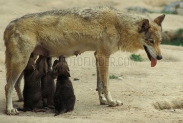 Louve Wolf Wolf ihre Cubs Europa