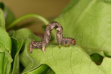 Moth Caterpillar on a leaf Belgium