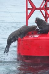 Steller sea lions on tag Frederick Sound Alaska