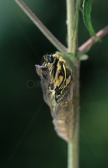 Old World Swallowtail Butterfly outgoing of its chrysalis