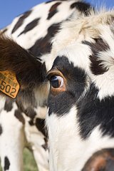 Focus on the head and nose of a cow Normande