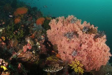Coral reef and Gorgonian sea fan Indonesia