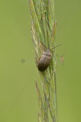 Beetle (Isomira thoracica) on a straw. Molslaboratoriet  Denmark in June