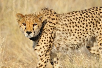 Cheetah (Acinonyx jubatus)  Namibia