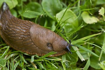 Spanish slug (Arion lusitanicus). Denmark in August