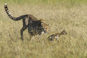 Cheetah and Thomson's Gazelle newborn - Masai Mara Kenya